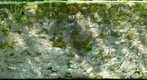 Ferns in Stone Wall