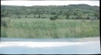 Zebras at Pilanesberg