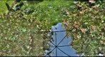 Inside the Arbor ~ the Chin of the Robin