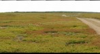 Honey Bee Colonies in Maine for Bueberry Pollination