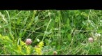 Shenandoah River Valley Bees in Meadow