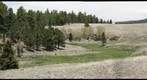 Mountain Meadow b - June 2009