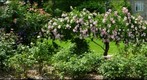 swarthmore rose garden