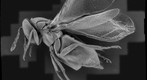 Small Parasitic Wasp
