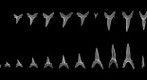 Sand Tiger Shark Teeth