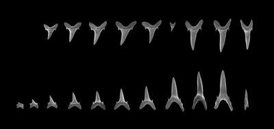 25930-400x189