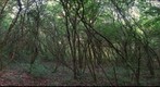Crataegus bush Rumelange