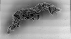 Cryptopygus Antacticus