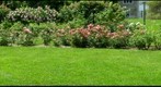 swarthmore rose garden 3