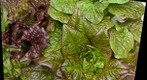 Ornamental lettuces