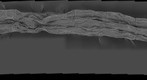 Belgica Antarctica Larvae