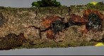 Hyalorbilia erythrostigma (2D).jpg