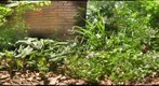 Side Garden