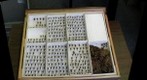 Apis mellifera Collection