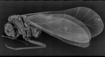 Small Fly...