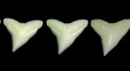 Bull shark upper dentition