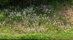 Dame's Rocket (Hesperis matronalis)