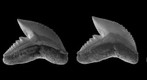 Tiger shark partial lower dentition