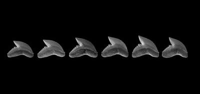 26234-400x189