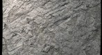 Bedding Surface Fossils, Bear Valley Coal Mine