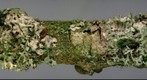 Cylindrocarpon sp. on Physcia tenella (2D).jpg