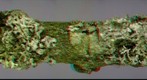 Cylindrocarpon sp. on Physcia tenella (3D).jpg
