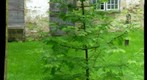 Dawn Redwood Tree