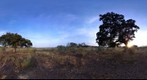 Encinas atardecer