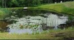 Backyard pond