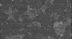 Snow Algae (b12g)