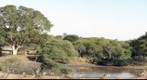 Impalas at the Kruger National Park, South Africa (KPSERIES NO1)