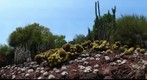 Desert Garden
