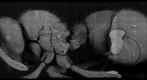 Ant-Proceratium MG03 side view
