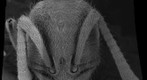 Ant-Proceratium MG03 