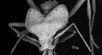 Ant Head-Strumigenys vazimba