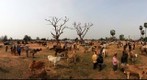 Buffalos and Cows Market