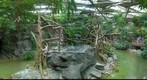White-Cheeked Gibbons, Minnesota State Zoo