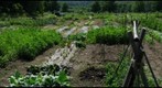 Community Garden Plots in Farmington Connecticut, June 27, 2009