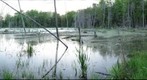 Douglas - beaver pond