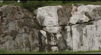 The Steer's Head