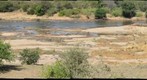 Elephant crossing the Elephants river, through hippo infested water, in the Kruger National Park, South Africa (KPSERIES NO3)