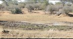 Can you spot the lions? Lions waiting for  prey in the Kruger National Park, South Africa (KPSERIES NO4) Featured on National Geographic..