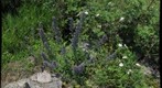  Douglas - blueweed and skipper