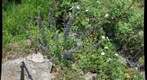 Douglas - blueweed and skipper II