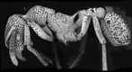 Ant-Eutetramorium mocquerysi 