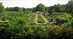 Brooklyn Botanic Garden Rose Garden