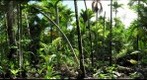 Yap Island Micronesia - Agroforest