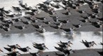 Beach Birds, Crystal River, Florida 750mm telephoto lens