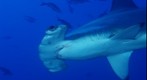 Hammerhead Shark, Cocos Island, Costa Rica
