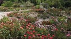 Rose Garden, South Coast Botanical Garden